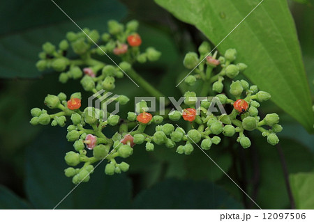 自然　植物　ヤブガラシ、「藪を枯らす」という名の雑草界のチャンピオンですが蜜を求める昆虫にはなくてはならない存在です 12097506