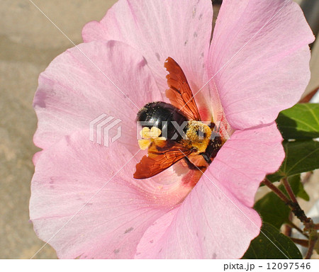 クマバチと酔芙蓉 クマバチと酔芙蓉 12097546