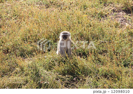 サル 12098010