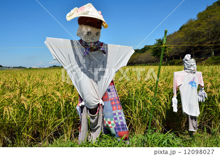 見沼田圃・稲穂と案山子　加田屋新田 12098027
