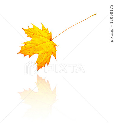 maple leaf maple leaf 12098175