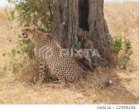 チーターの親子 12098266