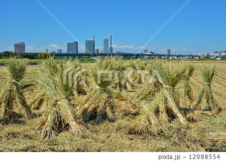 見沼田圃・稲穂とさいたま新都心　上山口新田 12098554
