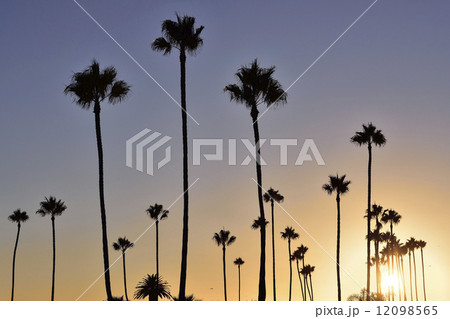 Palm Tree Sunset 12098565