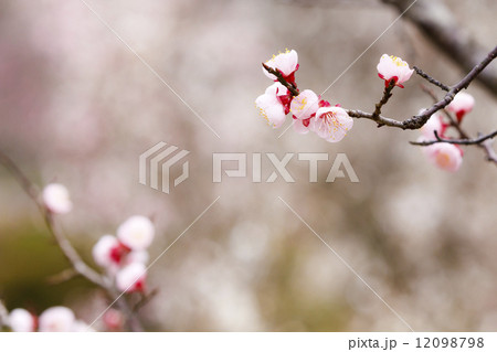 梅の花 12098798