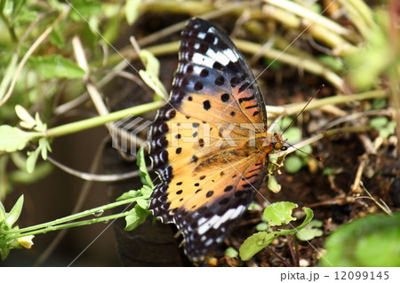 ツマグロヒョウモンチョウのメス 12099145