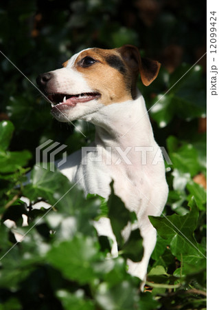 Gorgeous jack russell terrier sitting in the garden Gorgeous jack russell terrier sitting in the garden 12099424