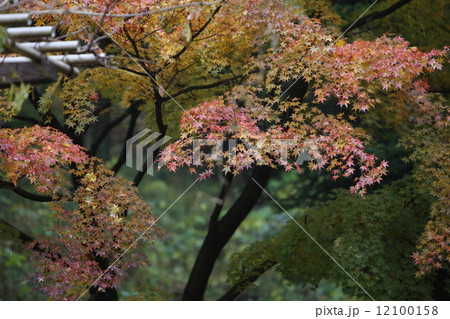植物　花 12100158