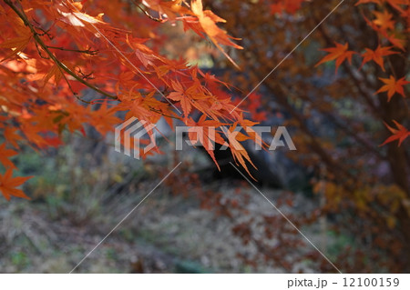 植物　花 12100159