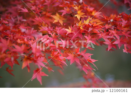 植物　花 12100161