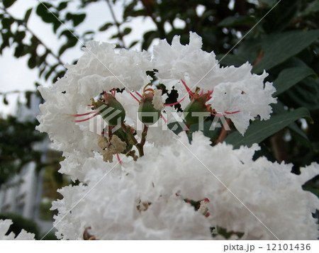 さるすべりの花 12101436