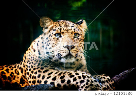 Leopard 12101530