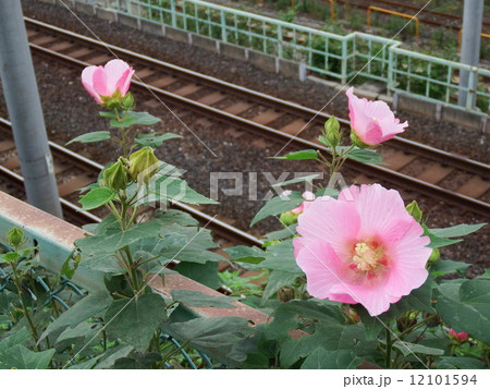 線路を見下ろして咲く酔芙蓉 線路を見下ろして咲く酔芙蓉 12101594
