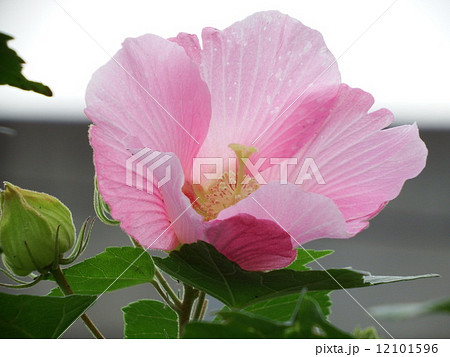 酔芙蓉 酔芙蓉 12101596
