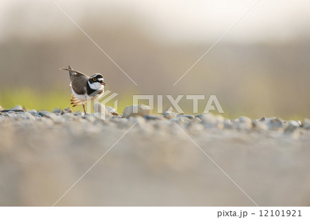 コチドリの伸び コチドリの伸び 12101921