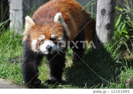 歩いて来るレッサーパンダ 12101995