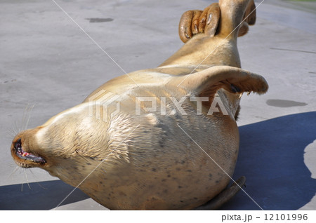 えびぞりあざらし 12101996