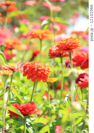 ジニア(百日草） 12102066