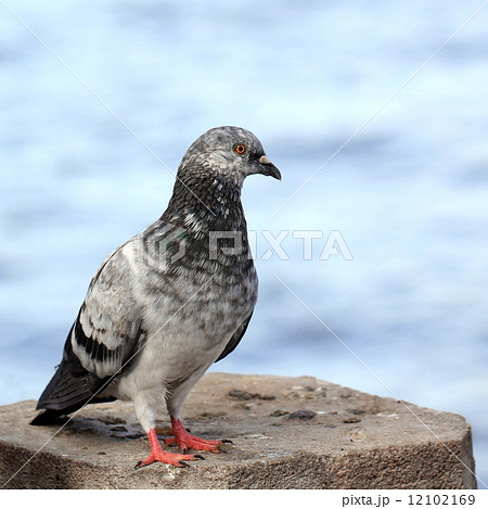 pigeon 12102169