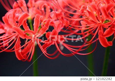 彼岸花 12102282