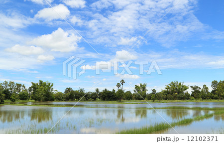rice fields with blue sky rice fields with blue sky 12102371