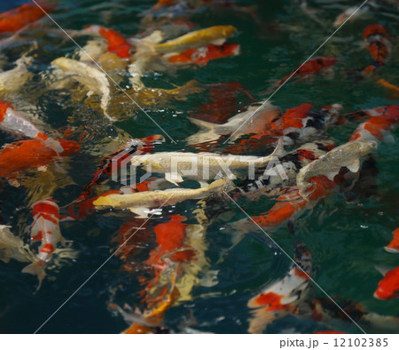 Feeding Koi fish with milk bottle 12102385