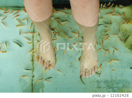 Fish Spa Skin Therapy Fish Spa Skin Therapy 12102428