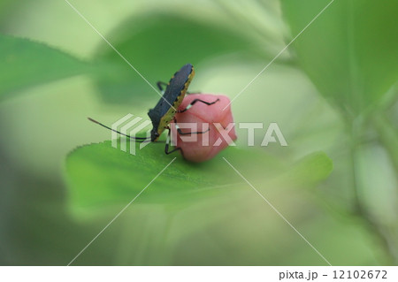 生き物　昆虫　キバラヘリカメムシ、大好きなマユミの実にしがみついています。掴むと青リンゴの香りを出すそうですが、次回試します 12102672
