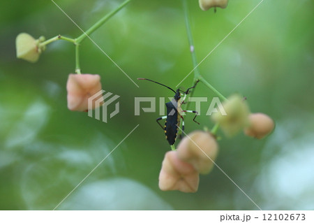 生き物　昆虫　キバラヘリカメムシ、カラフルな色使いのきれいなカメムシです。マユミやニシキギがお気に入りです 12102673