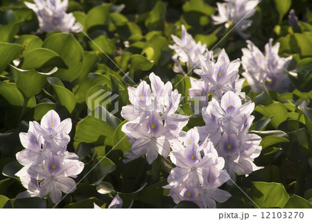 ホテイアオイ 12103270