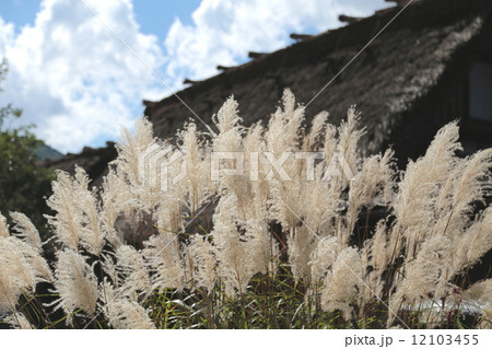 すすき すすき 12103455
