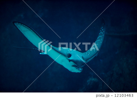 Spotted Eagle Ray -228 12103463