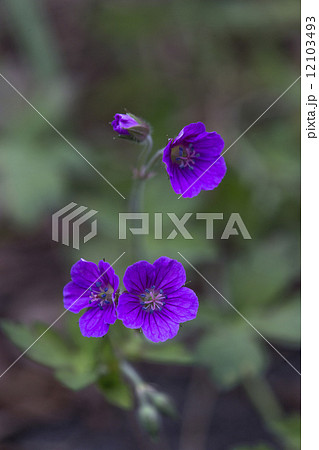花 12103493