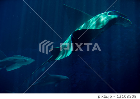 Reef Manta Ray - 492 Reef Manta Ray - 492 12103508