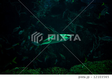 Javanese Cownose Ray - 72 Javanese Cownose Ray - 72 12103565