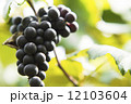 ぶどう 12103604