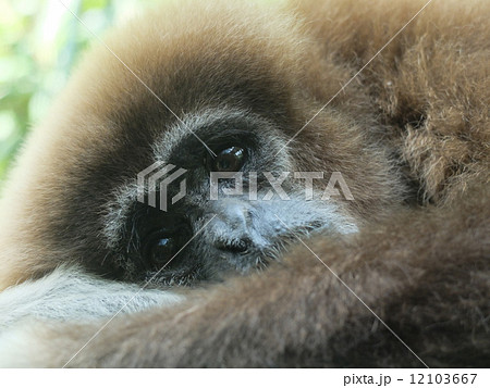 テナガザル シロテナガザル テナガザル シロテナガザル 12103667