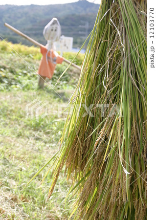 稲刈りとかかし 12103770