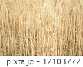 麦が実る風景 麦が実る風景 12103772