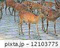 鹿の大行進(奈良県奈良市) 鹿の大行進(奈良県奈良市) 12103775