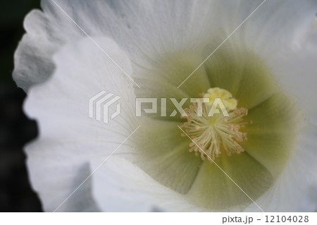 白い芙蓉の花 12104028