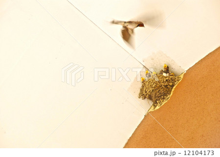 ツバメの子育て（群馬県利根郡みなかみ町） 12104173