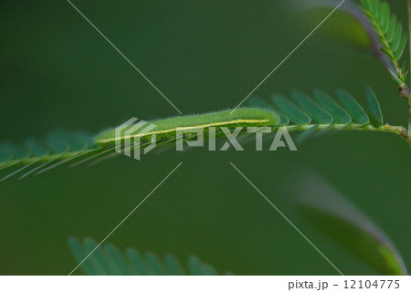 ツマグロキチョウの幼虫 ツマグロキチョウの幼虫 12104775