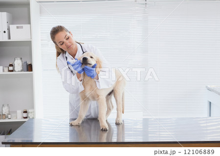 Vet checking a small dog 12106889