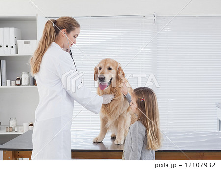Happy vet checking a labrador 12107932