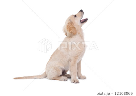 Cute puppy looking upwards 12108069