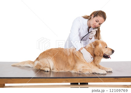 Vet checking a labradors heartbeat 12109769
