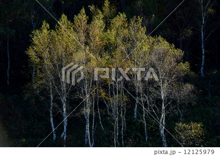 志賀高原の紅葉 志賀高原の紅葉 12125979