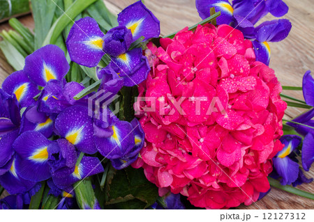 hortensia and iris flowers background 12127312