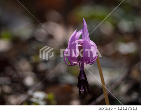 カタクリの花(4) カタクリの花(4) 12127513